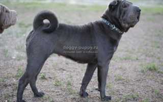 Шарпей: описание, фото и цена