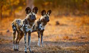 Гиеновидные собаки: описание породы с фото, содержание в домашних условиях