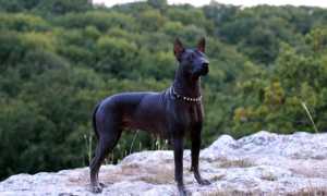 Стандарт мексиканской голой собаки с фото, описание лысой ксоло и в шерсти, характер и особенности ксолоитцкуинтли