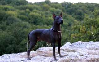 Стандарт мексиканской голой собаки с фото, описание лысой ксоло и в шерсти, характер и особенности ксолоитцкуинтли