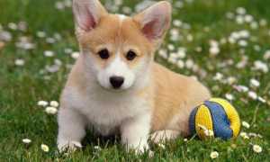 Вельш корги пемброк: фото, описание и стандарт породы, цена собаки