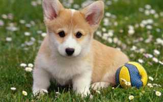 Вельш корги пемброк: фото, описание и стандарт породы, цена собаки