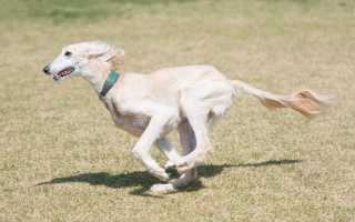 Порода собак «салюки»: описание и фото персидской борзой, уход и содержание, советы по выбору щенка