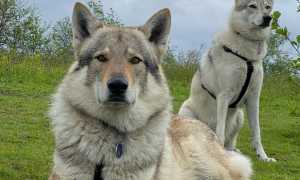 Описание чехословацкой волчьей собаки, стандарт породы, особенности содержания чешского влчака и уход за питомцем