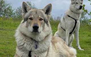 Описание чехословацкой волчьей собаки, стандарт породы, особенности содержания чешского влчака и уход за питомцем