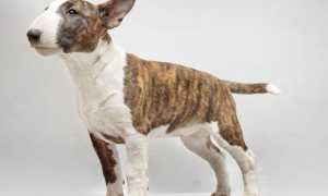 Порода бойцовых собак с крысиной мордой: как она называется, каковы особенности питомцев?