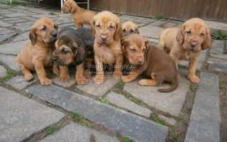 Щенки бладхаунда: описание, фото и цены