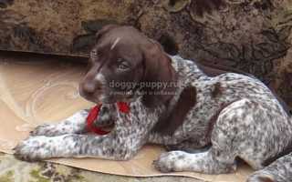 Курцхаар: фото, цена и особенности