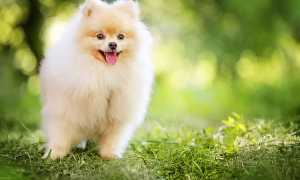 Померанские шпицы: сколько живут представители этой породы, какой характер у померанца?