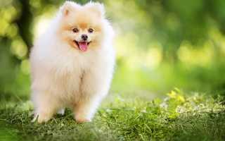 Померанские шпицы: сколько живут представители этой породы, какой характер у померанца?