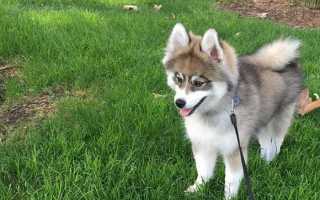 Помски — смесь шпица и хаски: стандарт породы, внешний вид собаки с фото, особенности ухода