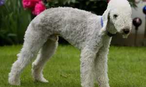 Названия и фото самых смешных пород собак в мире, особенности их содержания