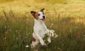 Терьеры: описание всех пород и разновидностей, названия и фото, особенности ухода и воспитания