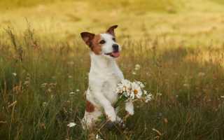 Терьеры: описание всех пород и разновидностей, названия и фото, особенности ухода и воспитания