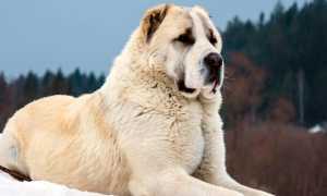 Какая собака считается самой сильной в мире: топ-10 мускулистых и выносливы пород с наибольшей силой сжатия челюстей