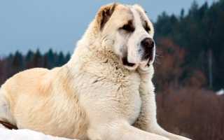 Какая собака считается самой сильной в мире: топ-10 мускулистых и выносливы пород с наибольшей силой сжатия челюстей