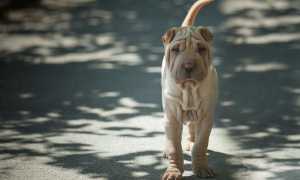 Описание шарпея с фото: особенности породы, характер, рекомендации по содержанию и уходу