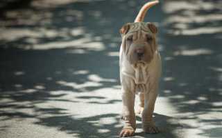 Описание шарпея с фото: особенности породы, характер, рекомендации по содержанию и уходу