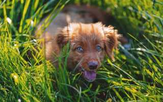 Как отучить взрослую собаку или щенка писать и гадить дома, научить пса не оправляться во дворе?