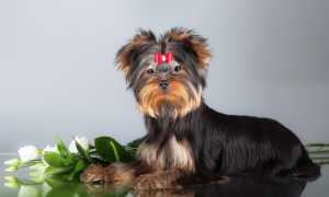 Плюсы и минусы йоркширского терьера, стандарт породы и фото, содержание йорков в домашних условиях