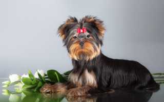 Плюсы и минусы йоркширского терьера, стандарт породы и фото, содержание йорков в домашних условиях
