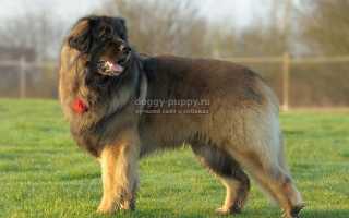 Леонбергер: описание, фото и цена