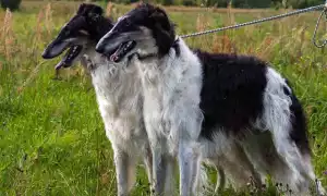 Описание русских собак с фотографиями и названиями: какие породы, выведенные в России, известны?