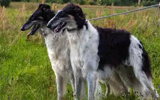 Описание русских собак с фотографиями и названиями: какие породы, выведенные в России, известны?