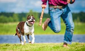 К чему снится злая собака, которая нападает, кидается и пытается укусить или кусает: толкование сна по сонникам