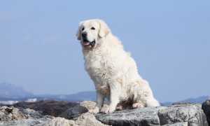 Акбаш: стандарт породы с фото, характер собаки, особенности ухода и разведения