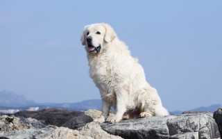 Акбаш: стандарт породы с фото, характер собаки, особенности ухода и разведения