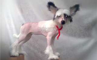 Китайская хохлатая: особенности породы, фото и цены