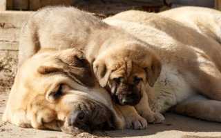 Описание испанского мастифа: характеристика породы, внешний вид собаки с фото