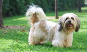 Апсо лхасский: описание породы собаки с фото, особенности ухода и содержания, воспитание и вязка