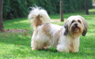 Апсо лхасский: описание породы собаки с фото, особенности ухода и содержания, воспитание и вязка