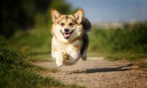 Описание породы вельш корги с фото: разновидности пемброк и кардиган, внешний вид и характер собак