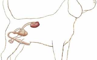 Симптомы и лечение почечной недостаточности и других болезней почек у собак