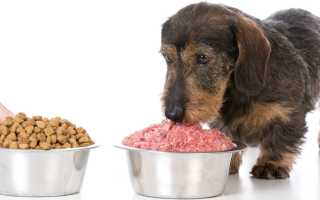 Чем и как кормить щенка таксы и взрослую собаку: обзор готовых кормов, рацион и примерное меню при натуральном кормлении