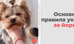 Уход за йоркширским терьером — то, что вы должны знать. Кормление и дрессировка йорка