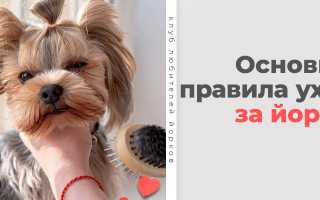 Уход за йоркширским терьером — то, что вы должны знать. Кормление и дрессировка йорка