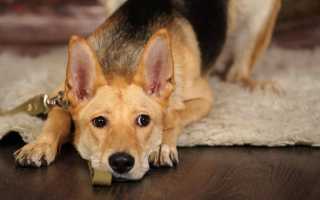 Моча с кровью или странного цвета у собаки: причины, диагностика и лечение