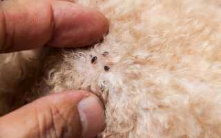 Описания кожных заболеваний у собак с фото: симптомы, методы диагностики и лечения