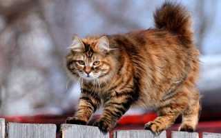 Кошки-крысоловы лучшие породы