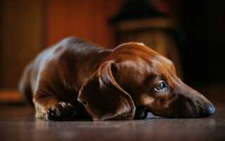 Симптомы цистита у собак, лечение в домашних условиях, возможные осложнения и профилактика