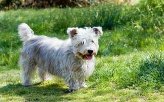 Все о глен оф имаал терьере: внешний вид ирландской собаки по стандарту породы, фото животного, уход и содержание