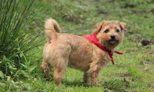 Фото норфолк-терьера: описание породы, характер и воспитание, уход за собаками и их разведение