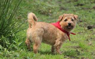 Фото норфолк-терьера: описание породы, характер и воспитание, уход за собаками и их разведение