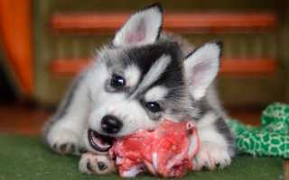 Чем кормить щенка и взрослую собаку породы хаски в домашних условиях и сколько она должна весить?