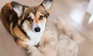 Почему собаки очень сильно линяют и что с этим делать, когда должна быть линька – летом или осенью, и сколько раз в год?