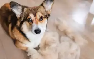 Почему собаки очень сильно линяют и что с этим делать, когда должна быть линька – летом или осенью, и сколько раз в год?